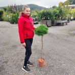 Borovica hustokvetá (Pinus densiflora) ´LOW GLOW´ - výška 110-120 cm, kont. C5L - NA KMIENKU